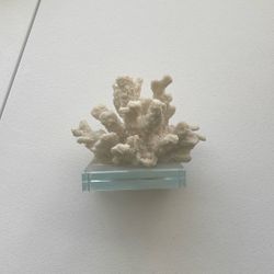 Coral Decoration 
