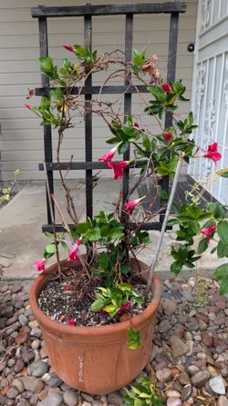 Potted plant