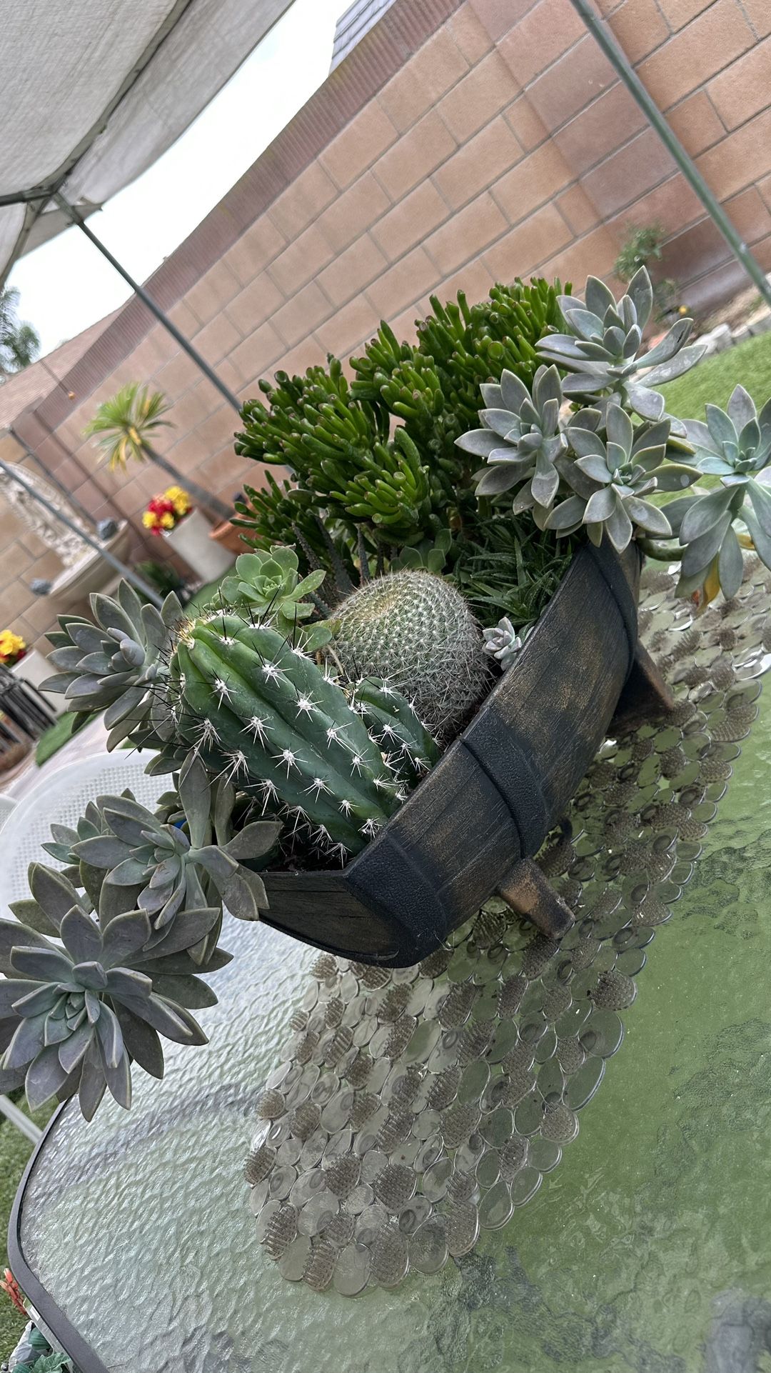 Succulent Plant