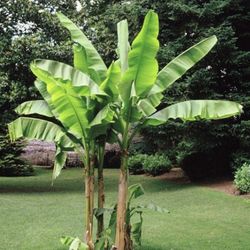 Housplant Banana Plant