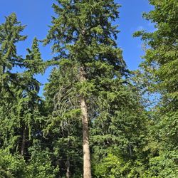 Douglas Fir Firewood