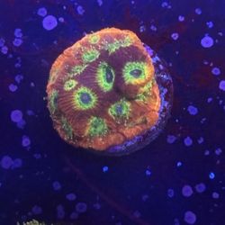 Spicy Lemon Favia Display Decor