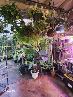 Plant For Sale Starting At $5