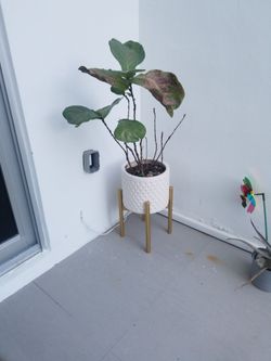 Fiddle Leaf Plant And Planter On Gold Stand