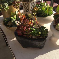 Succulents