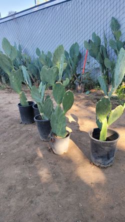 Nopales