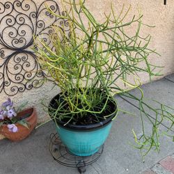  Cactus pencil plant