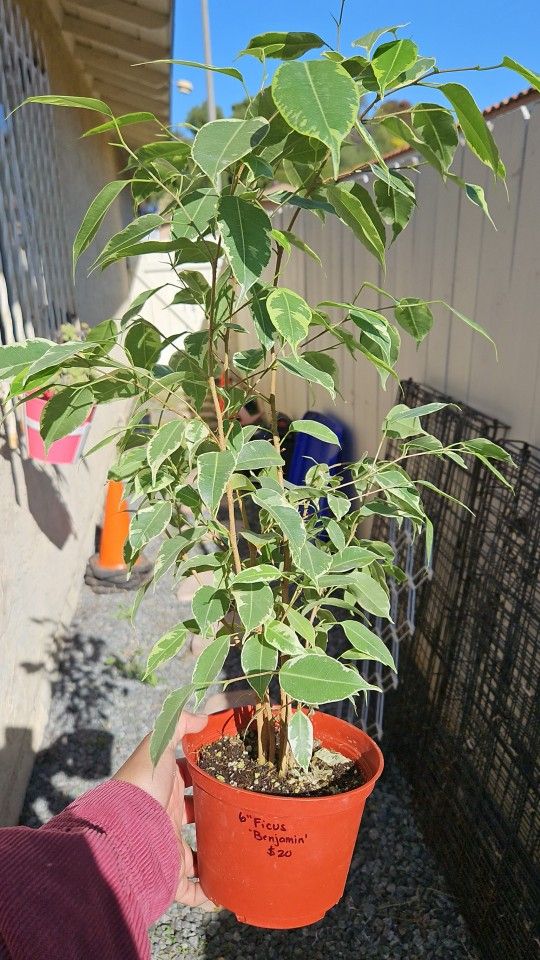 6" Ficus 'Benjamin'