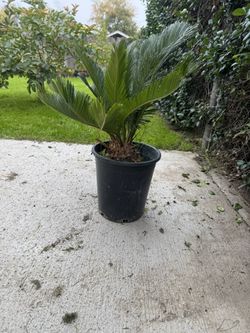 Sego Palm 