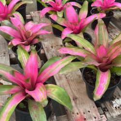 Bromeliads - 6”