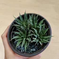 Lace Aloe