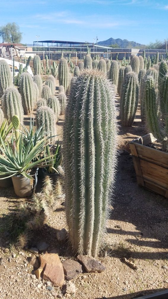 Saguaro cactus for Sale in Cave Creek, AZ OfferUp