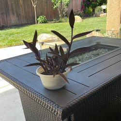 Purple Heart plant in white decorative pot