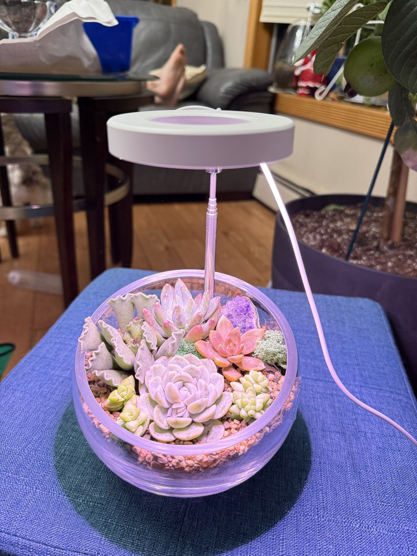 Succulent potted plants