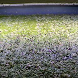 Lemna minor, often called common duckweed or lesser duckweed.