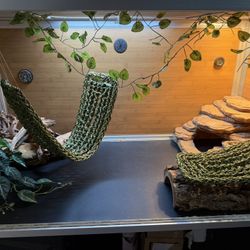 Reptile habitat 
