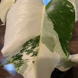 Stunning Variegated Monstera Albo Plant Cutting (pls Read Description)