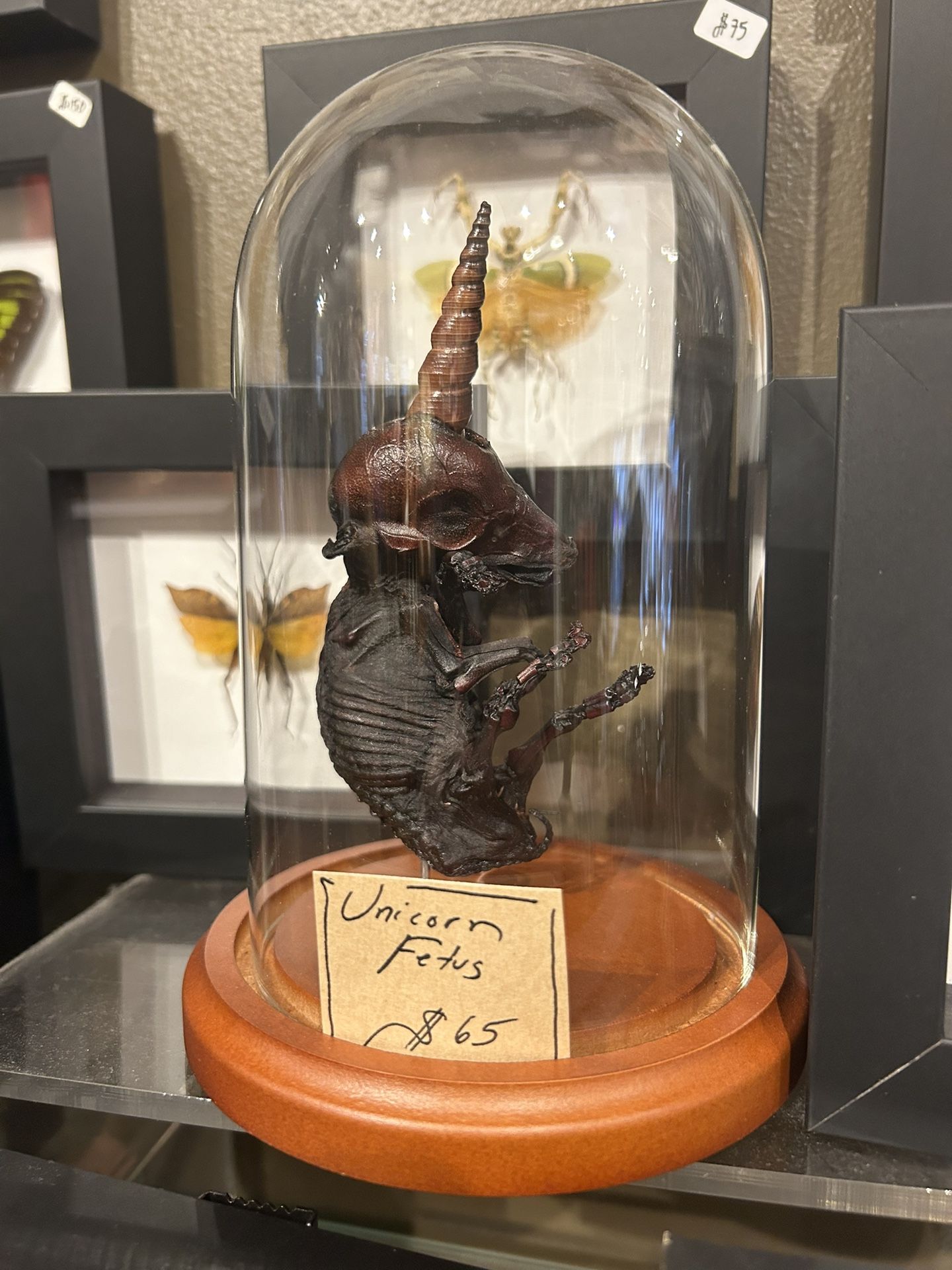Unicorn Fetus Display (fetal Pig)