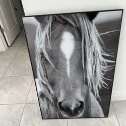 Horse Picture 