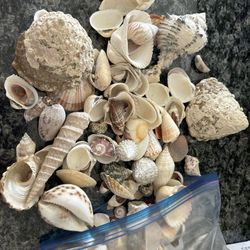 Assortment Of Shells In Various Sizes