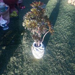 Healthy  Euinium  In a Nice Ceramic  Pot