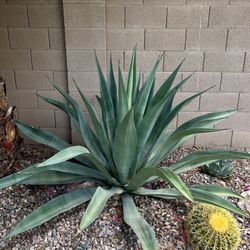 Gorgeous Weberi Agave Plant Pups 
