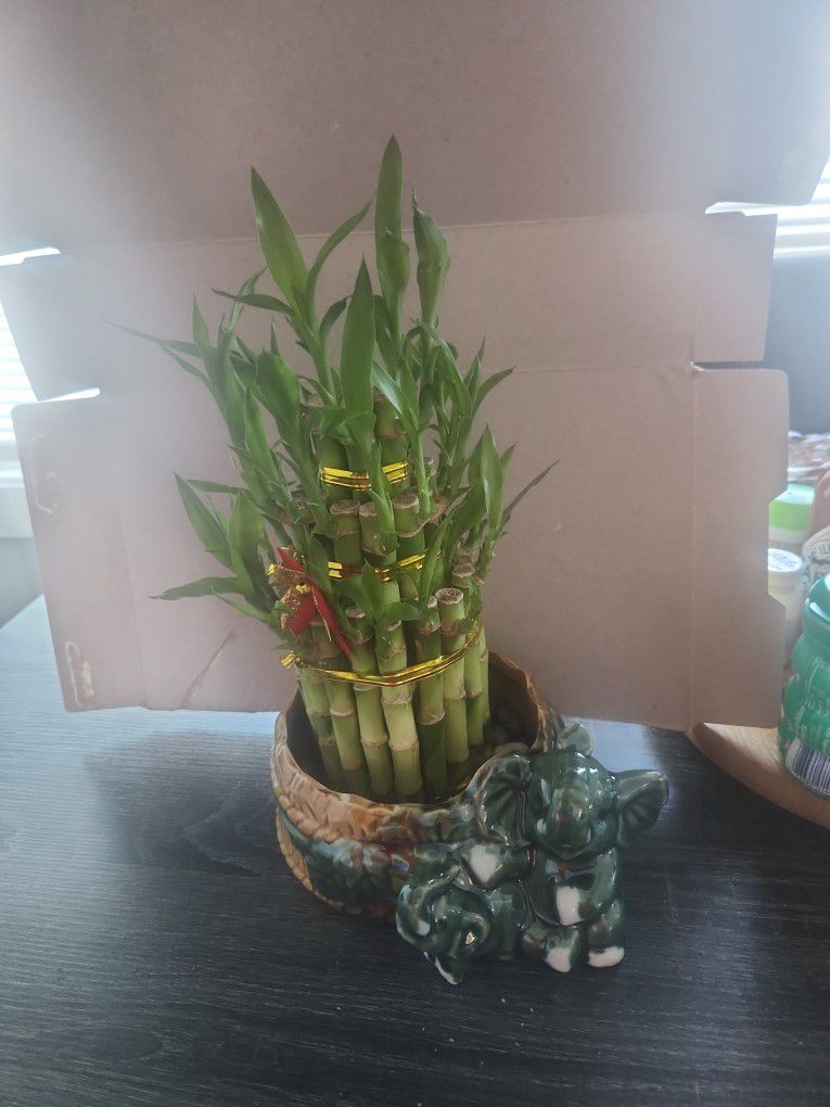  Bamboo  Plant 