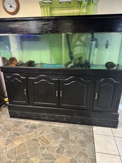 Fish Tank