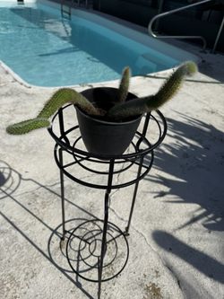 Monkey Tail