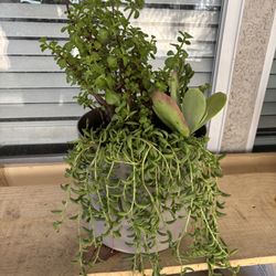 Live Succulents Plants 🪴 