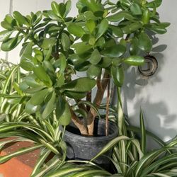 Jade Plant 