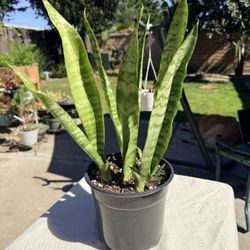 Snake Plant 