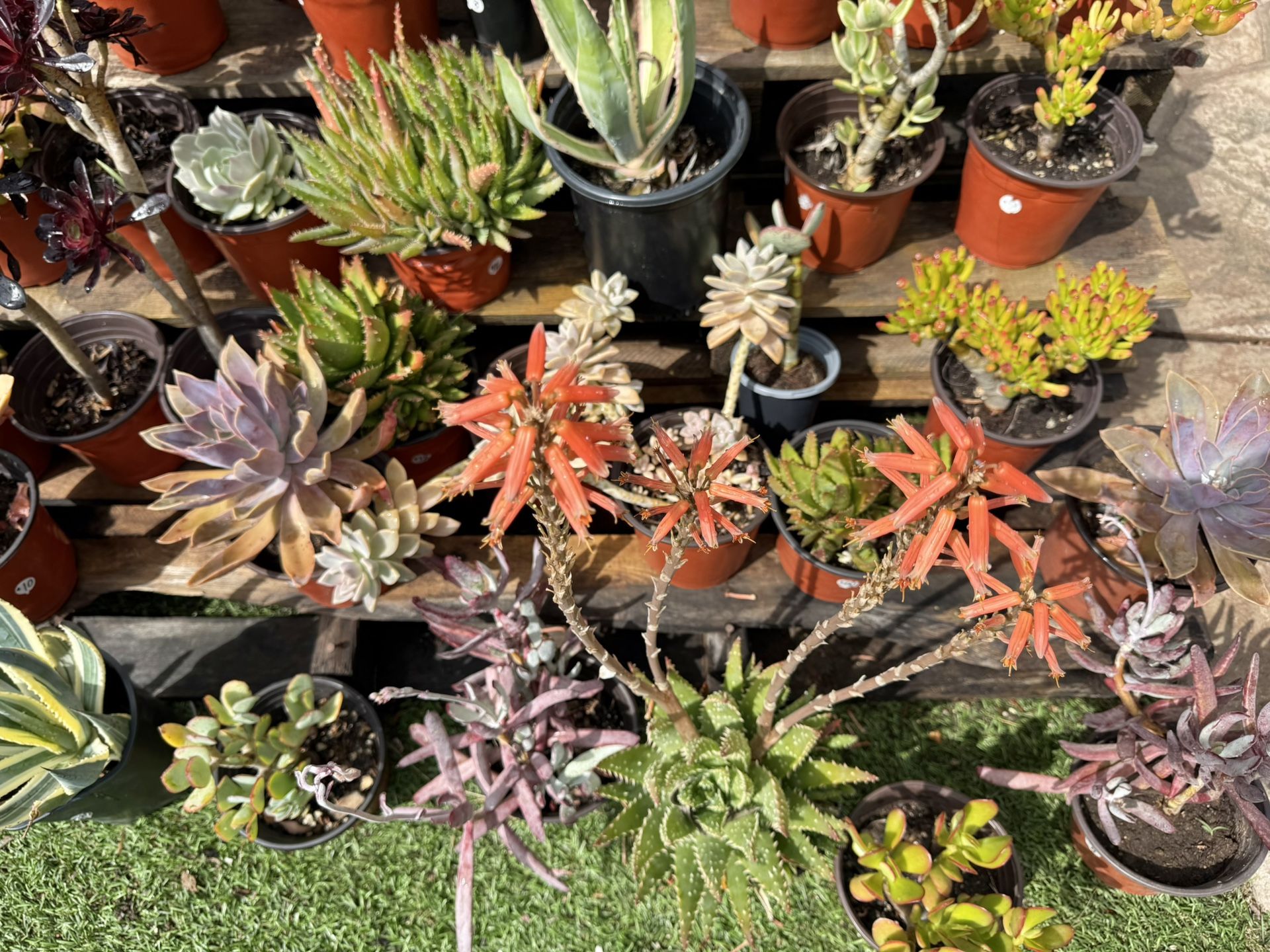 Variety Of Succulents Plants