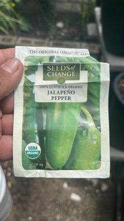 Jalapeño pepper plants