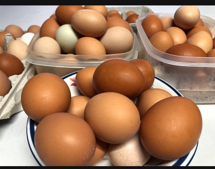 Fresh Eggs $4.00 A dozen 