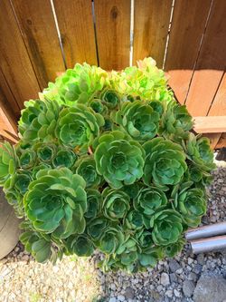 Large Aeonium Succulent Plant