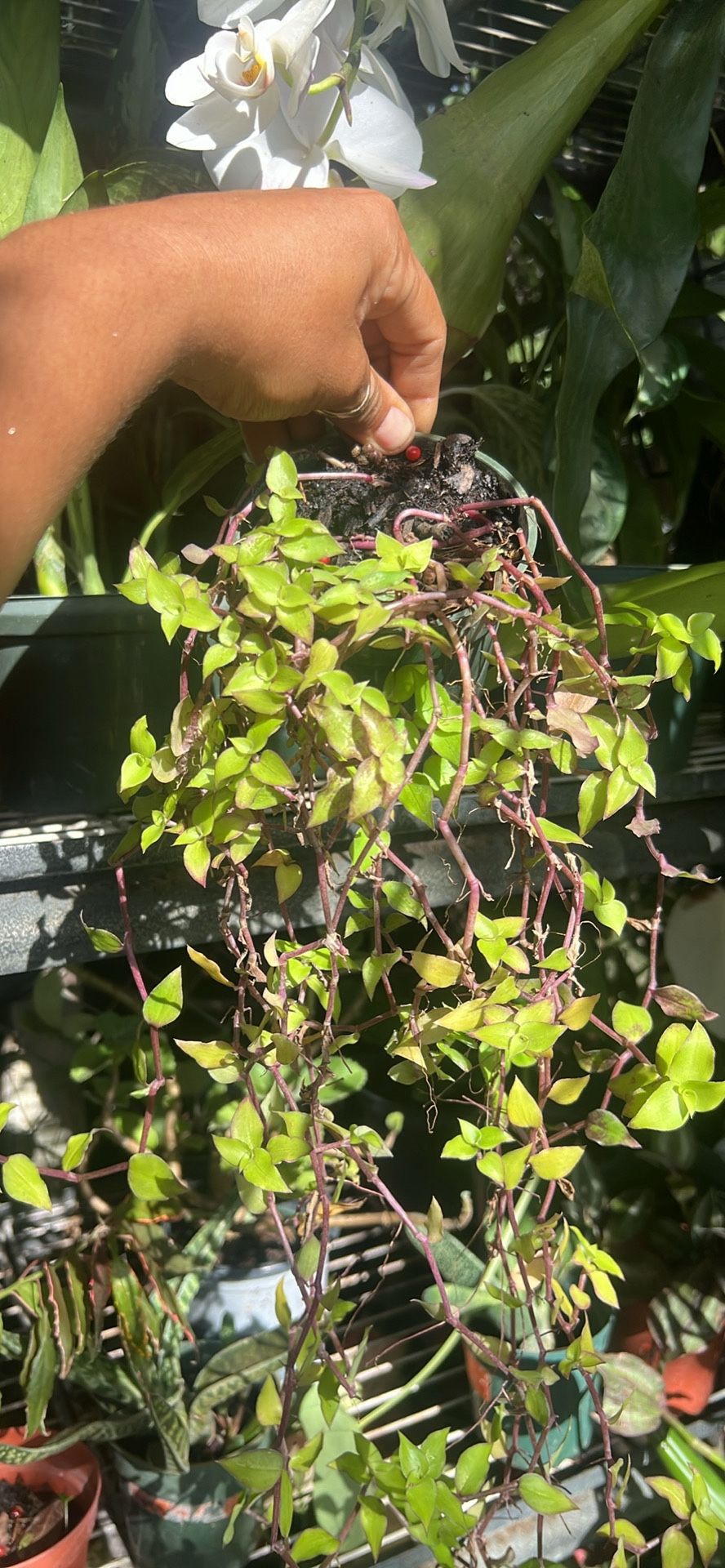 Callisia 4” Live Plant