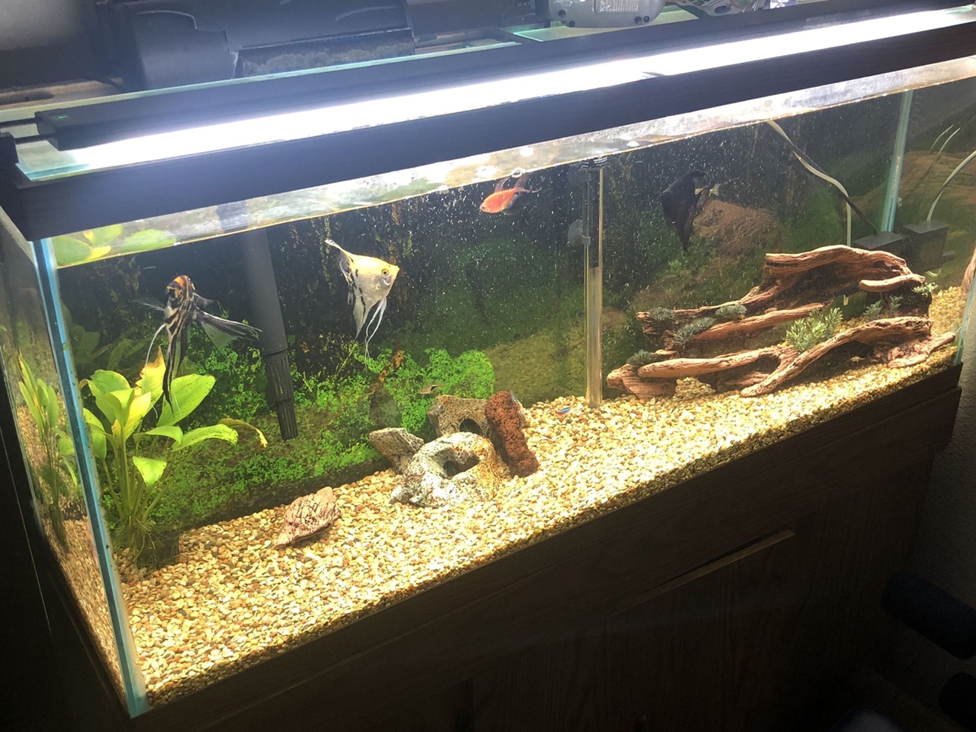 55 Gallon Fish Tank