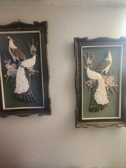 Shelled Peacocks