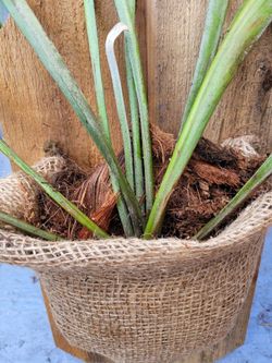 Staghorn Ferns