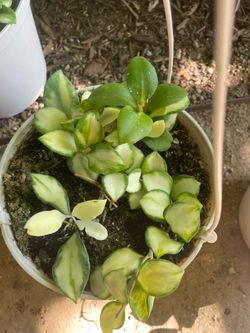 Specialty***Full/lush Hoya Heuschkeliana Variegated (6” pot); pet safe 95820