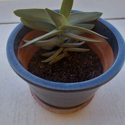 5 Gallon Succulent Pot