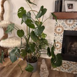 Monstera Plant