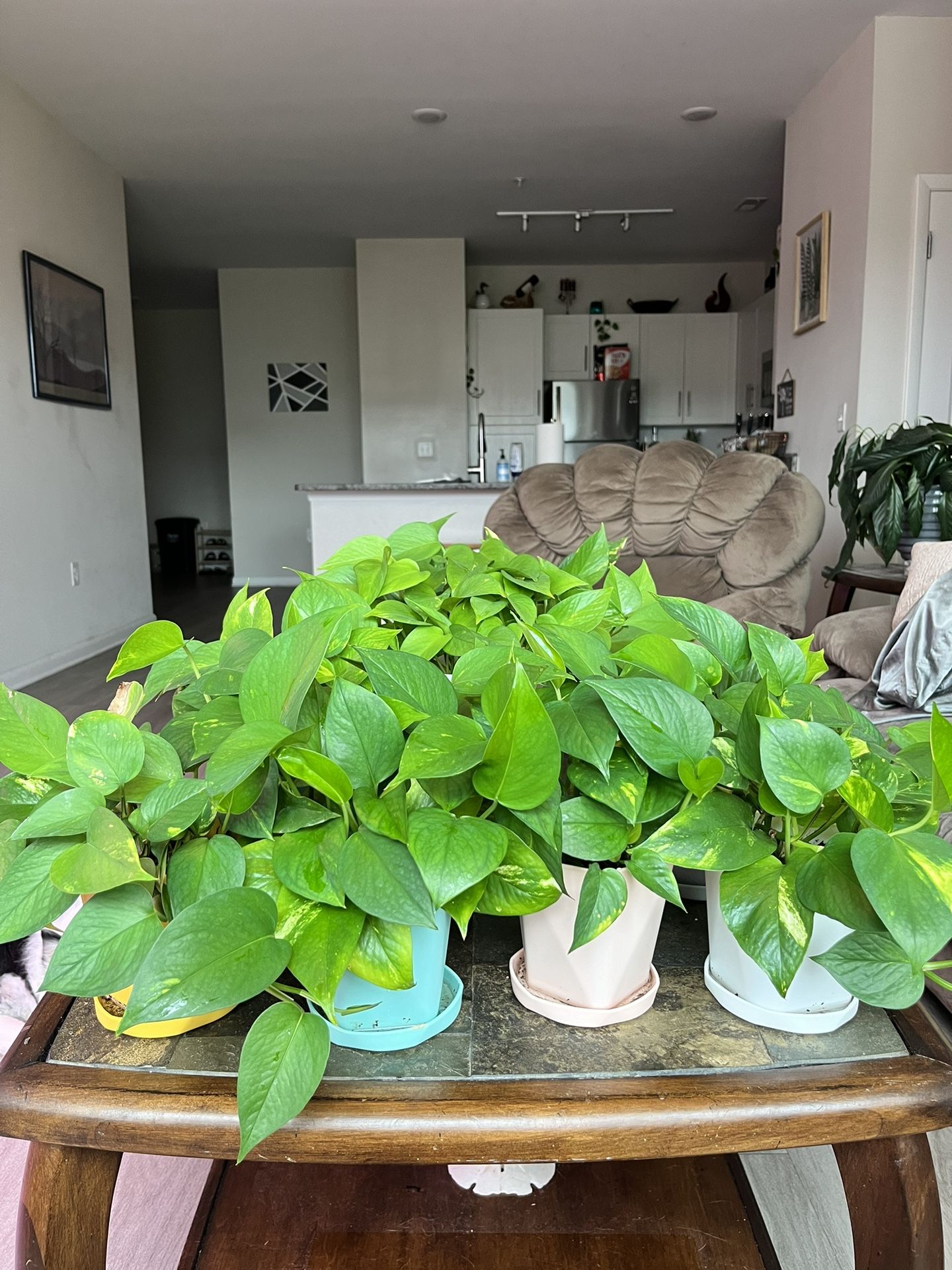 Pothos Plants