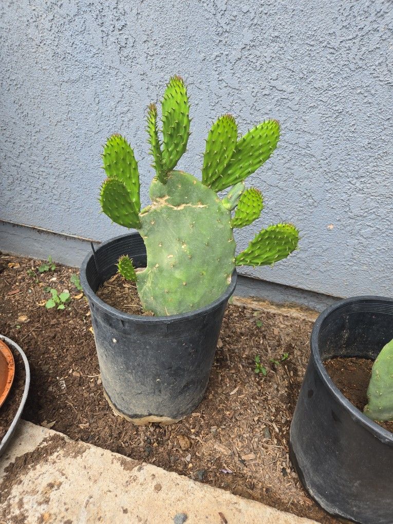 Nopal