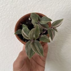 Tradescantia Rainbow 