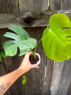 Monstera Albo - Reverted
