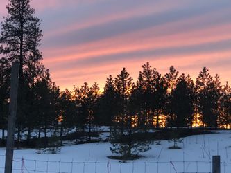 Pine Wood-Get Prepped Now