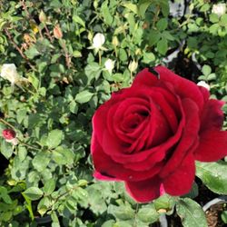 Rose Bush
