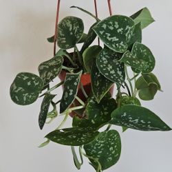 4" Pothos 'Satin' (C)
